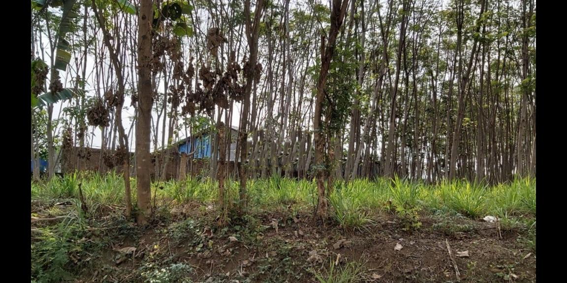 Jual Tanah SHM Sangat Luas di Tegal Mapan Malang Jual Tanah SHM Sangat Luas di Tegal Mapan Malang