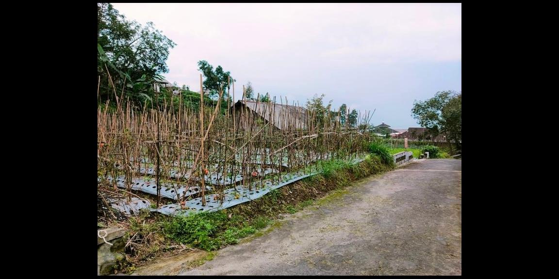 Dijual Tanah 284m² Kemuning Ngargoyoso Karanganyar Dijual Tanah 284m² Kemuning Ngargoyoso Karanganyar