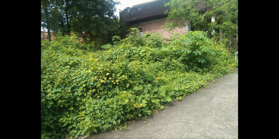 Dijual Cepat Tanah Jaten Karanganyar Dijual Cepat Tanah Jaten Karanganyar