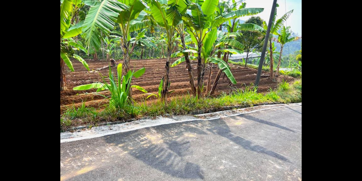 Tanah Hadap Kebun Teh & Jembatan Kaca Kemuning Tanah Hadap Kebun Teh & Jembatan Kaca Kemuning