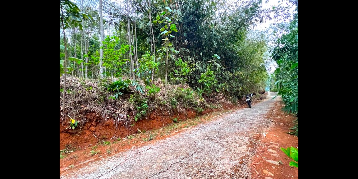 Kebun Sengon 897m2 Mojogedang Karanganyar Kebun Sengon 897m2 Mojogedang Karanganyar