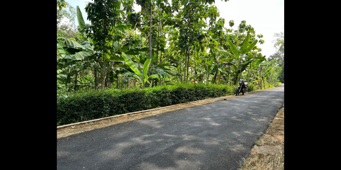 Tanah Datar Bonus Kebun Jati Kerjo Karanganyar Tanah Datar Bonus Kebun Jati Kerjo Karanganyar