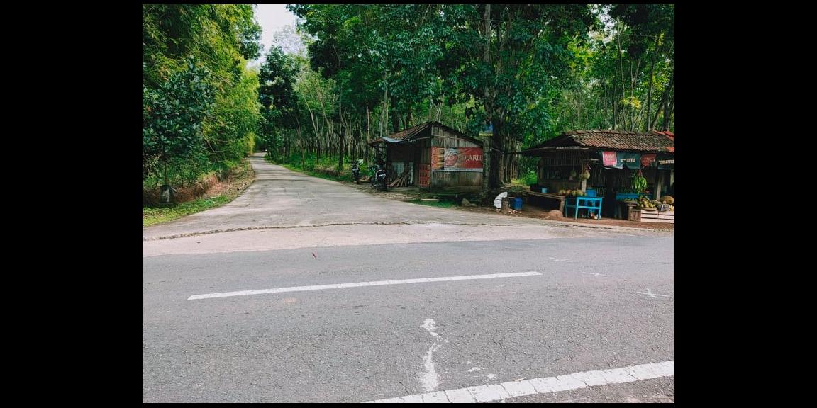 Tanah Subur Sentra Kebun Durian Mojogedang Karanganyar Tanah Subur Sentra Kebun Durian Mojogedang Karanganyar