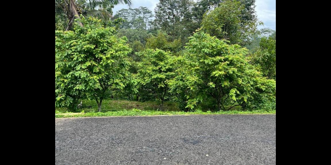 Tanah Kebun Durian 1609m² Ngargoyoso Karanganyar Tanah Kebun Durian 1609m² Ngargoyoso Karanganyar