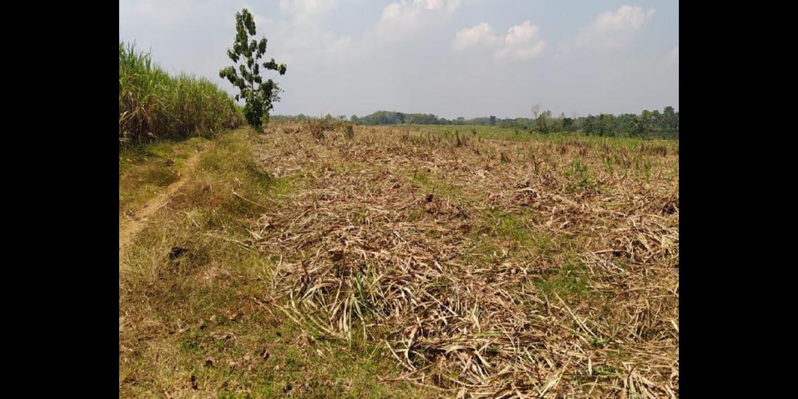 Jual Tanah Luas Strategis Daerah Desa Rejosari Sukoharjo Jual Tanah Luas Strategis Daerah Desa Rejosari Sukoharjo