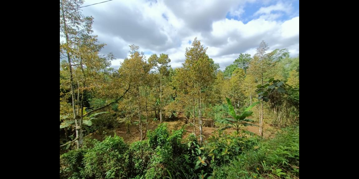 Kebun Durian Siap Panen 3038m Karangpandan Kebun Durian Siap Panen 3038m Karangpandan