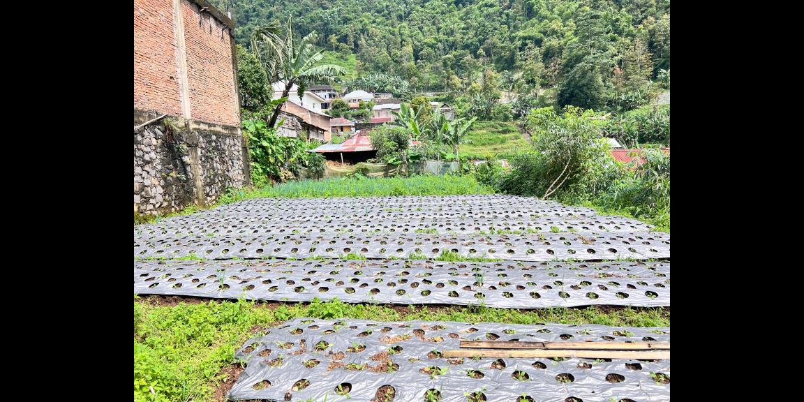 Tanah View Kebun Teh 200m² Dekat Candi Cetho Karanganyar Tanah View Kebun Teh 200m² Dekat Candi Cetho Karanganyar