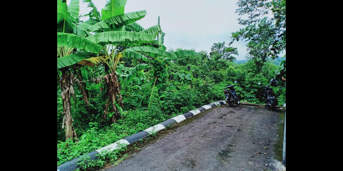 Dijual Tanah Subur di Kedawung Sragen Dijual Tanah Subur di Kedawung Sragen
