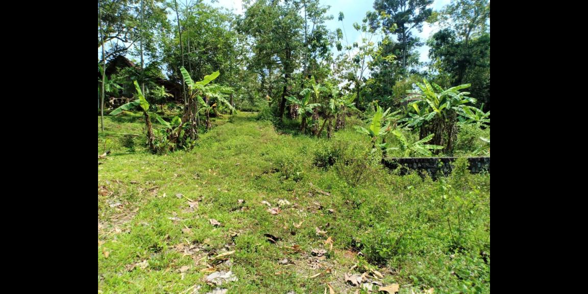 Tanah Murah 1591m² 325 Juta Mojogedang Karanganyar Tanah Murah 1591m² 325 Juta Mojogedang Karanganyar