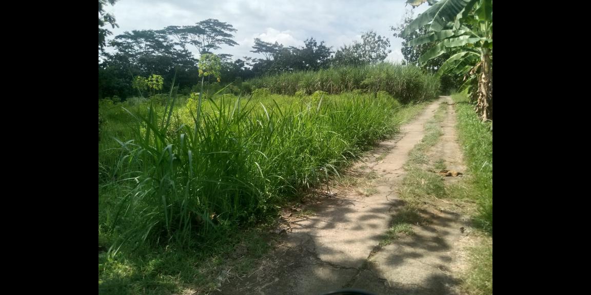 Tanah Cocok untuk peternakan 200rb/m Karanganyar Tanah Cocok untuk peternakan 200rb/m Karanganyar