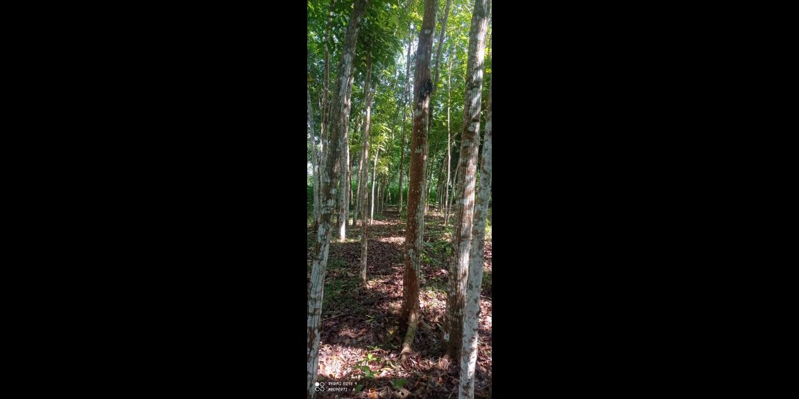 Tanah Datar 2895m² 650 Juta Karangpandan Karanganyar Tanah Datar 2895m² 650 Juta Karangpandan Karanganyar