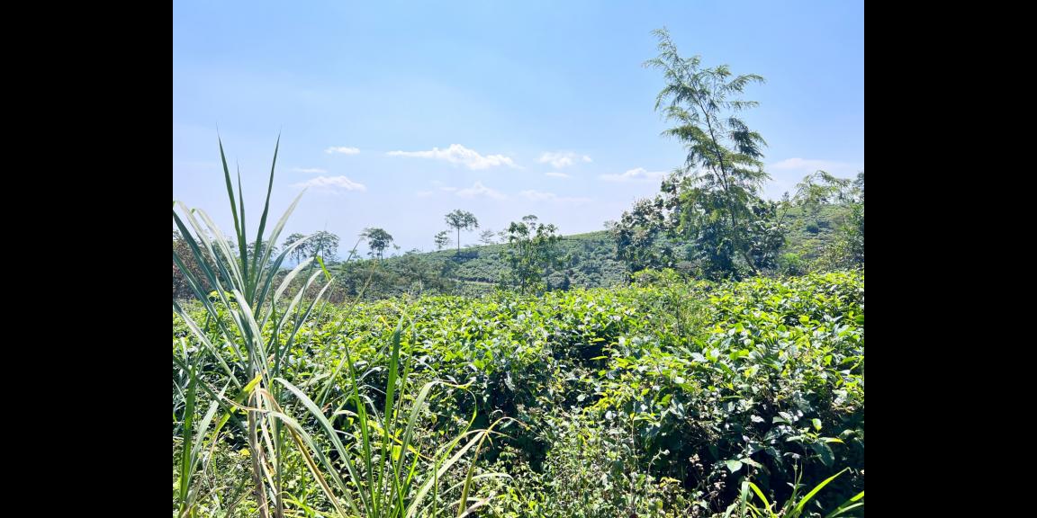Tanah Strategis 3512m² View Hamparan Kebun Teh Tanah Strategis 3512m² View Hamparan Kebun Teh