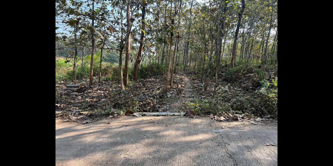 Kebun Jati Siap Panen 2311m² Kerjo Karanganyar  Kebun Jati Siap Panen 2311m² Kerjo Karanganyar