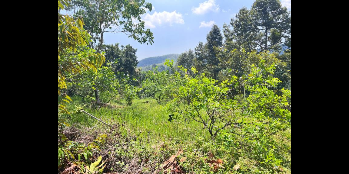 Kebun Durian 5190m² Kawasan Wisata Ngargoyoso Karanganyar Kebun Durian 5190m² Kawasan Wisata Ngargoyoso Karanganyar