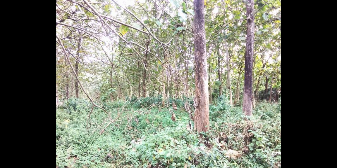 Tanah Cocok Untuk perternakan 200rb/m Karanganyar Tanah Cocok Untuk perternakan 200rb/m Karanganyar