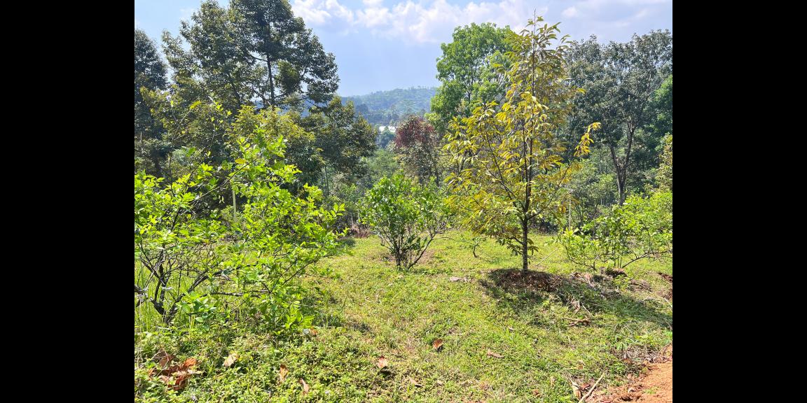 Kebun Buah 5190m² Kawasan Wisata Ngargoyoso Kebun Buah 5190m² Kawasan Wisata Ngargoyoso