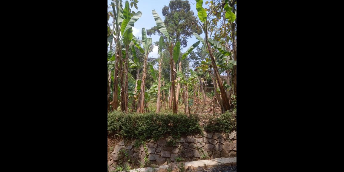 Pekarangan Murah 400 Juta 2200m² Mojogedang Karanganyar Pekarangan Murah 400 Juta 2200m² Mojogedang Karanganyar