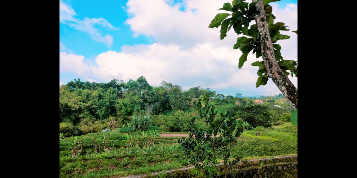 Tanah Dekat Ponpes Isy Karima & Al Azhar Karangpandan Karanganyar Tanah Dekat Ponpes Isy Karima & Al Azhar Karangpandan Karanganyar