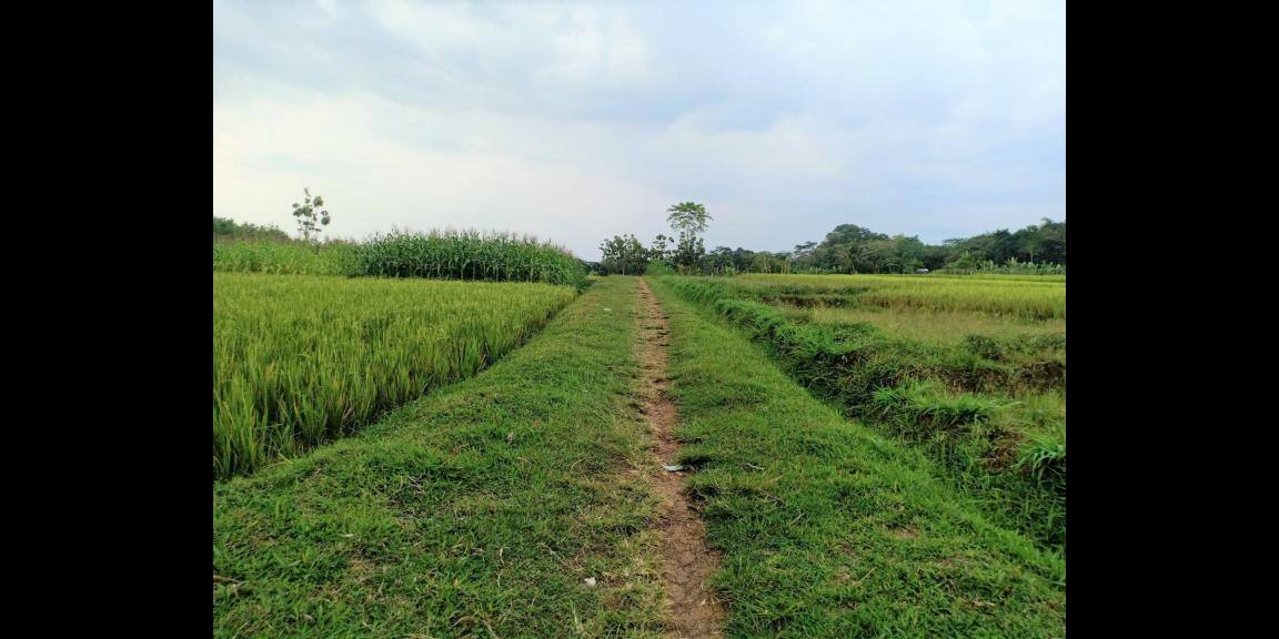 Sawah Produktif 1826m² 125Juta Kerjo Karanganyar Sawah Produktif 1826m² 125Juta Kerjo Karanganyar
