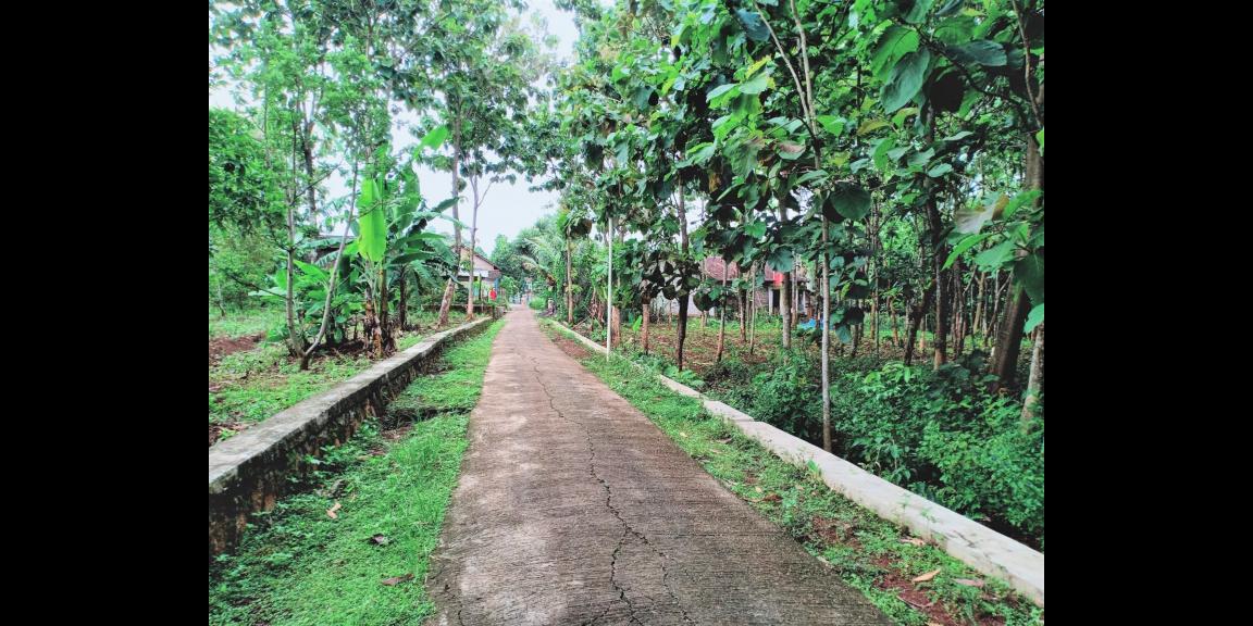 Tanah Kebun Jati Cocok dibangun Rumah Tinggal Kerjo Karanganyar Tanah Kebun Jati Cocok dibangun Rumah Tinggal Kerjo Karanganyar