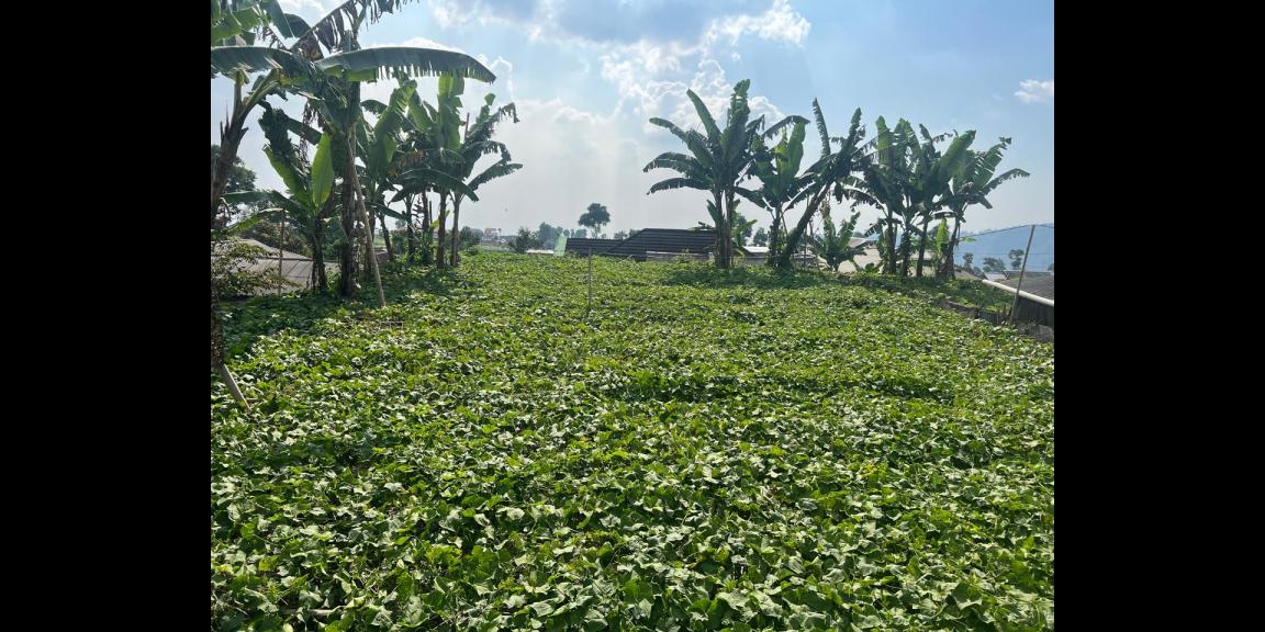 Tanah Udara Dingin 510m² Kota Wisata Kemuning Tanah Udara Dingin 510m² Kota Wisata Kemuning