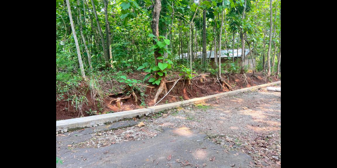 Tanah Kebun Jati 500m² 135Jt Kedawung, Sragen Tanah Kebun Jati 500m² 135Jt Kedawung, Sragen