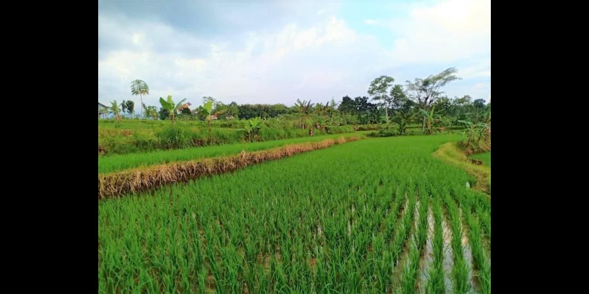 Jual Tanah Sawah 1500m² Parit Karangpelem Kedawung Sragen Jual Tanah Sawah 1500m² Parit Karangpelem Kedawung Sragen