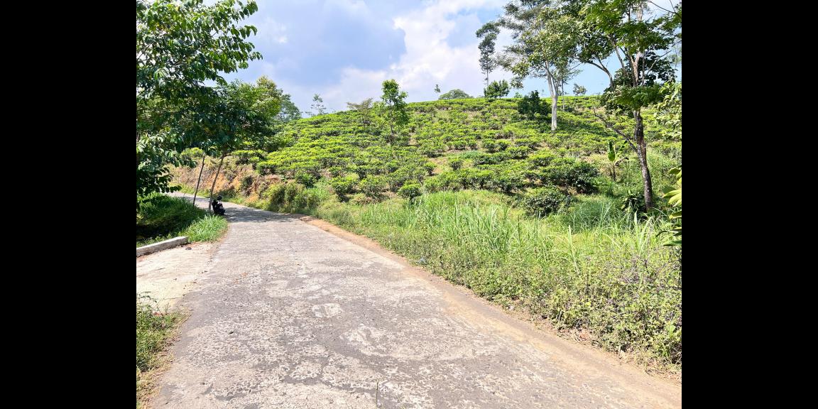 Tanah 300 Juta Siap Bangun Villa View Kebun Teh Karanganyar Tanah 300 Juta Siap Bangun Villa View Kebun Teh Karanganyar