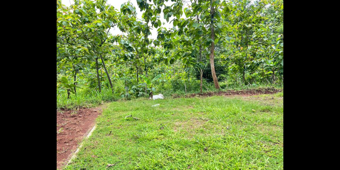 Tanah Datar 7905m² Timur Kantor Kecamatan Kerjo, Karanganyar Tanah Datar 7905m² Timur Kantor Kecamatan Kerjo, Karanganyar