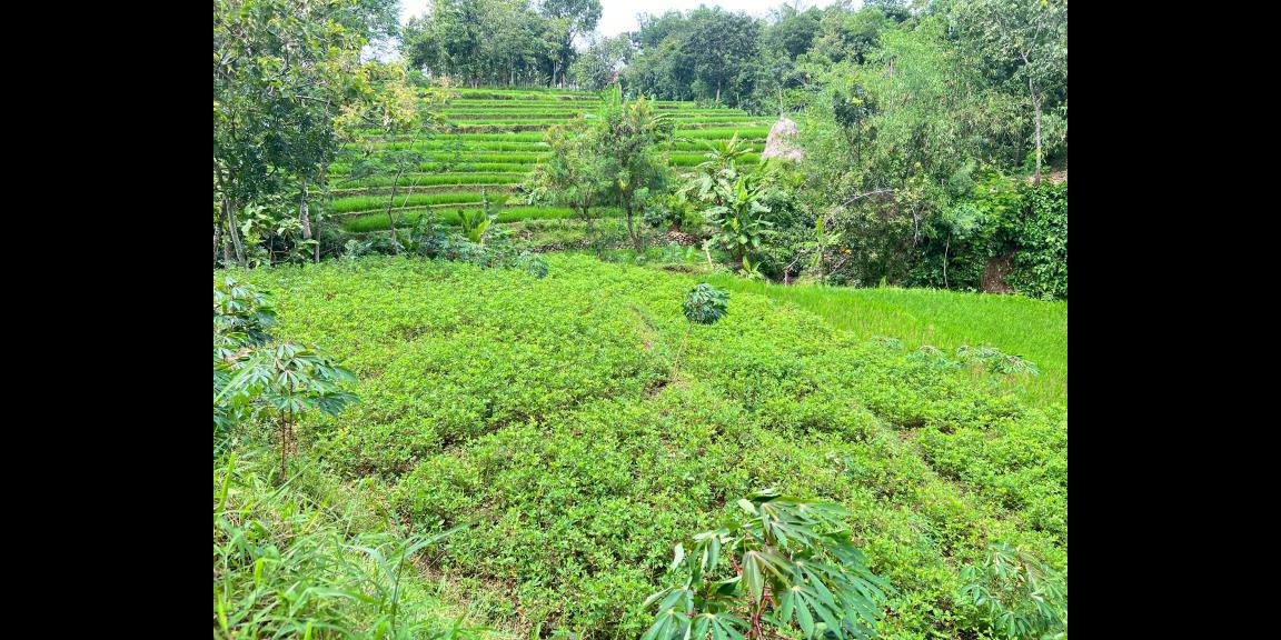 Tanah Subur 3265m² Hanya 70rb/m Kerjo, Karanganyar Tanah Subur 3265m² Hanya 70rb/m Kerjo, Karanganyar