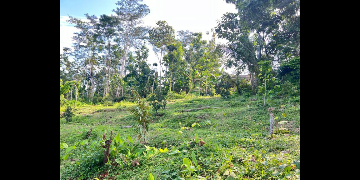 Tanah 1368m² Cocok Untuk Kebun Buah Karanganyar Tanah 1368m² Cocok Untuk Kebun Buah Karanganyar