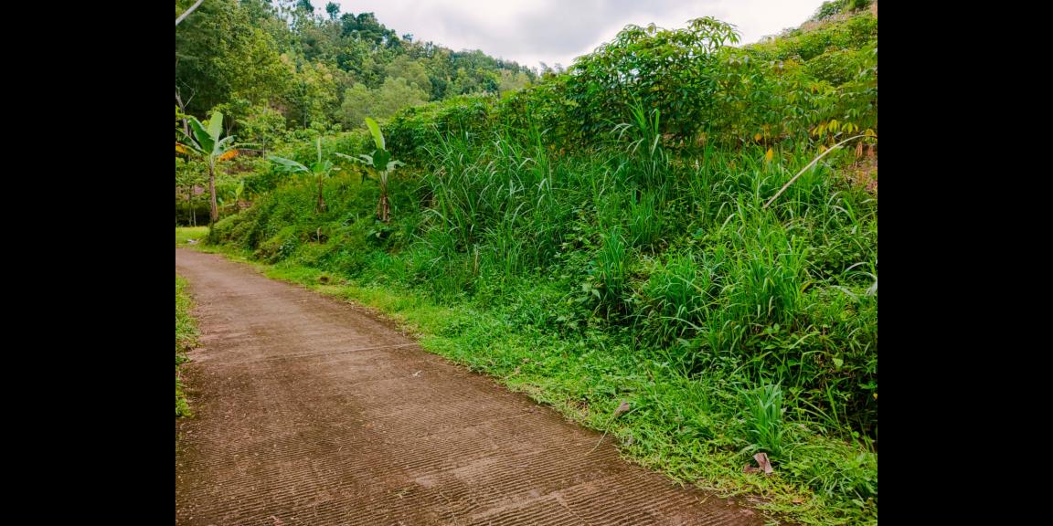 Tanah Subur Cocok untuk Kebun Buah Sambirejo Sragen Tanah Subur Cocok untuk Kebun Buah Sambirejo Sragen