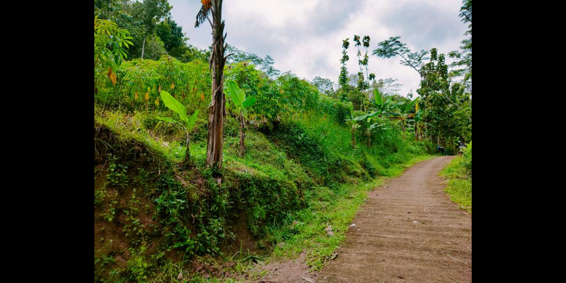 Tanah Kebun Jati 1 Hektar Sambirejo Sragen Tanah Kebun Jati 1 Hektar Sambirejo Sragen