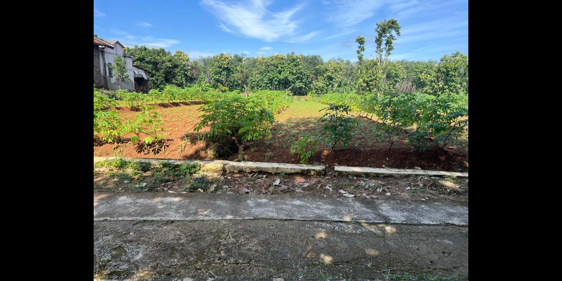 Tanah Super Datar 629m2 150Juta Kedawung, Sragen Tanah Super Datar 629m2 150Juta Kedawung, Sragen