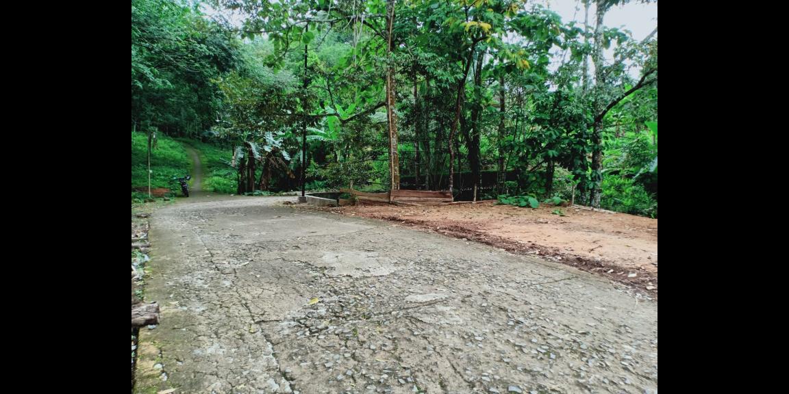 Kebun Durian Siap Panen Kerjo Karanganyar Kebun Durian Siap Panen Kerjo Karanganyar