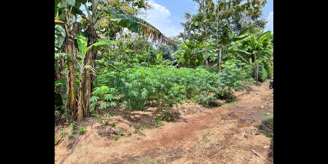 Tanah Datar 250 Juta Utara Pasar Mojogedang Tanah Datar 250 Juta Utara Pasar Mojogedang