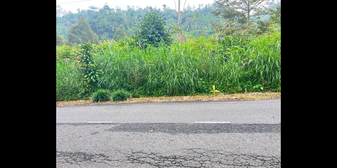 Tanah 3000m² Tepi Jl Raya Kemuning Siap Buka Usaha Tanah 3000m² Tepi Jl Raya Kemuning Siap Buka Usaha