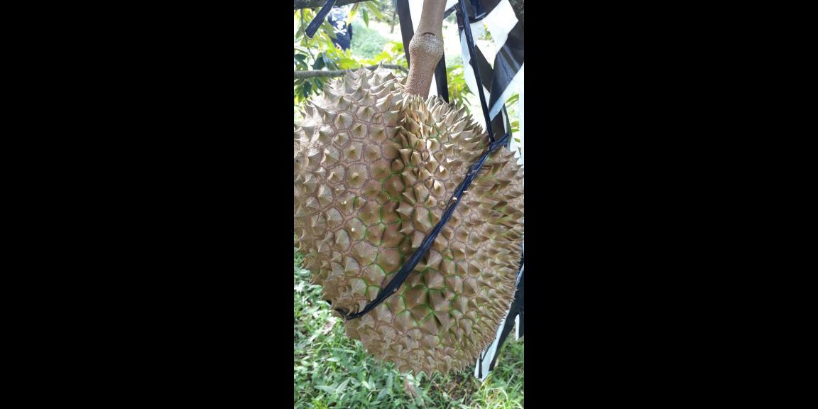 Kebun Durian Produktif 2,5 Hektar Karanganyar Kebun Durian Produktif 2,5 Hektar Karanganyar