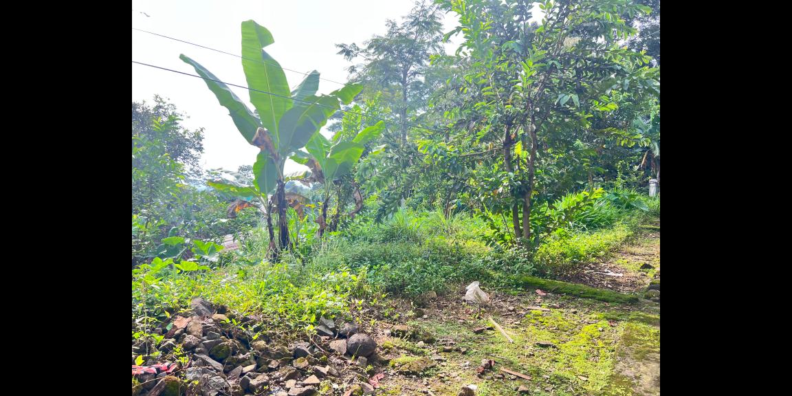 Tanah 225 Juta Udara Dingin Ngargoyoso Tanah 225 Juta Udara Dingin Ngargoyoso