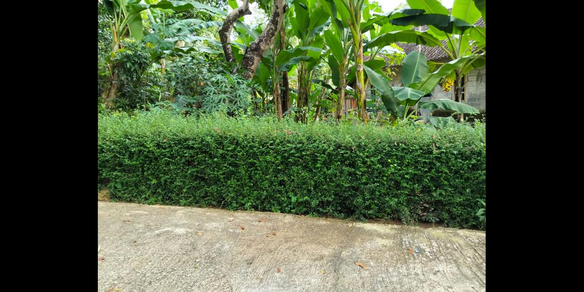 Kebun Durian Siap Panen 1282m Mojogedang Kebun Durian Siap Panen 1282m Mojogedang