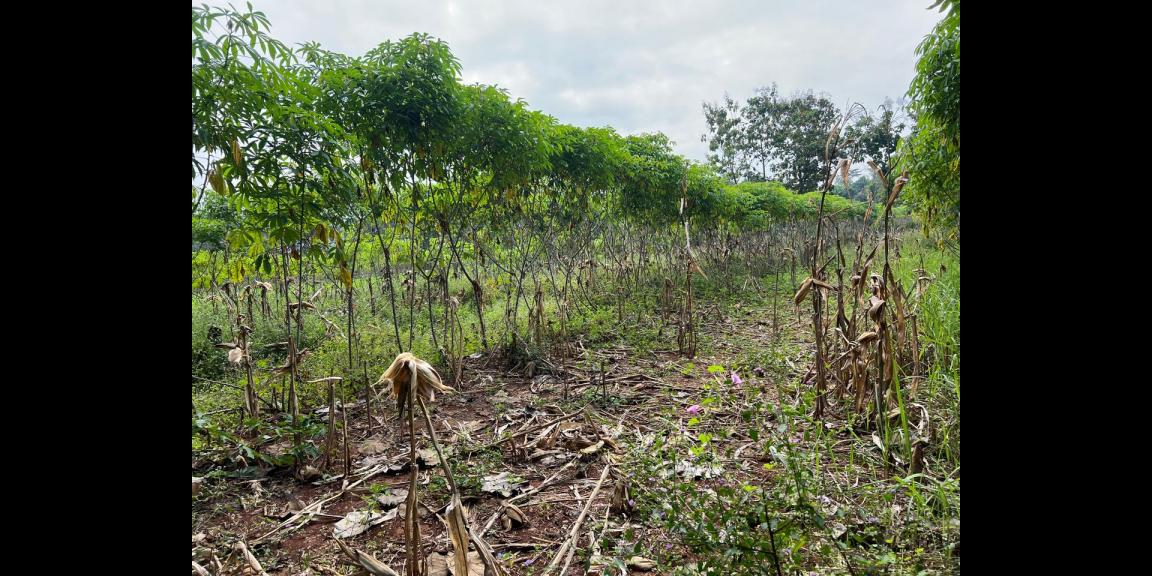 TERMURAH!!!! Tanah Datar 750m 125Jt Kedawung, Sragen TERMURAH!!!! Tanah Datar 750m 125Jt Kedawung, Sragen