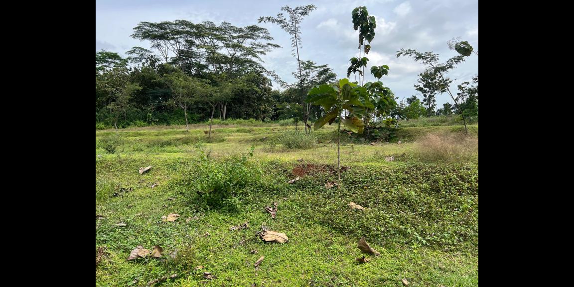 Tanah Murah 1198m² Hanya 100 Juta Karanganyar Tanah Murah 1198m² Hanya 100 Juta Karanganyar