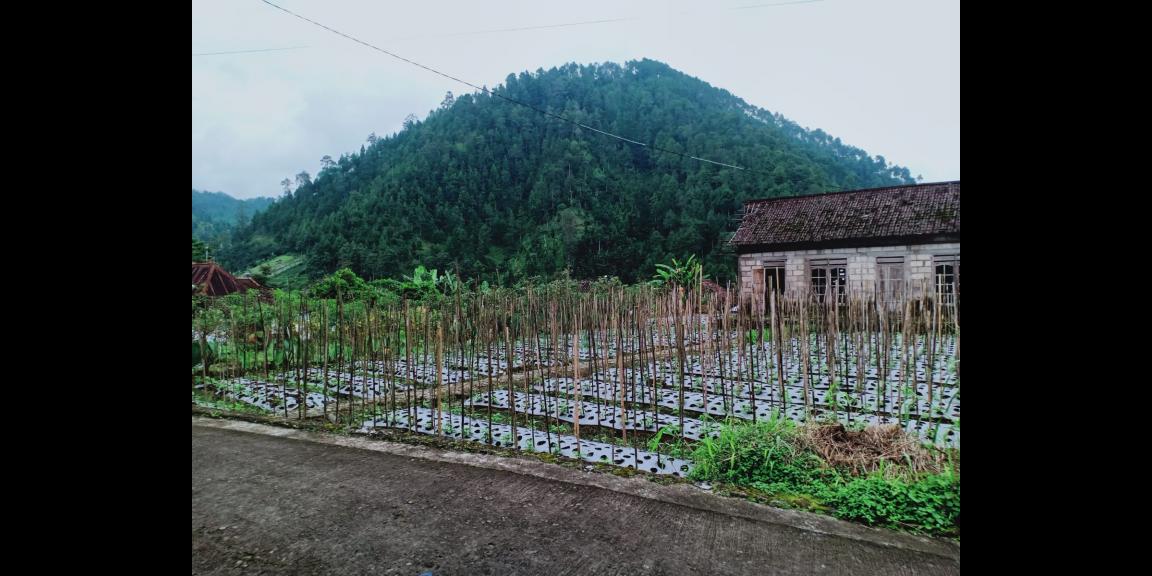 Tanah Strategis Dibangun Villa Kemuning Karanganyar Tanah Strategis Dibangun Villa Kemuning Karanganyar
