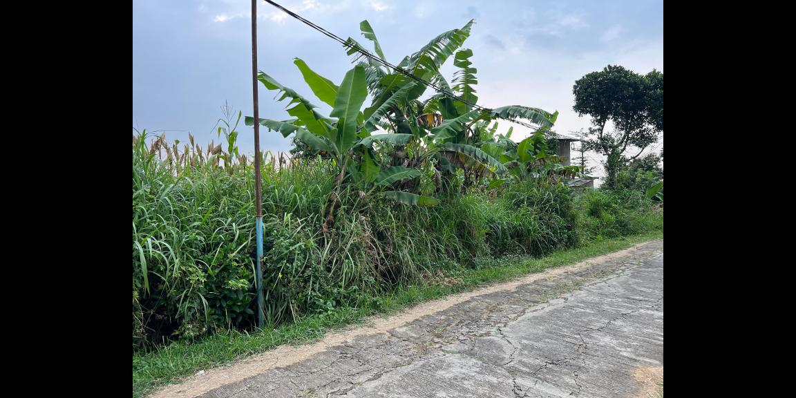 Tanah 3550m² Cocok Untuk Kebun Buah Karanganyar Tanah 3550m² Cocok Untuk Kebun Buah Karanganyar