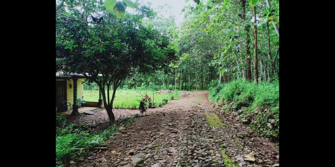 Tanah 2705m² Sambirejo Sragen Tanah 2705m² Sambirejo Sragen