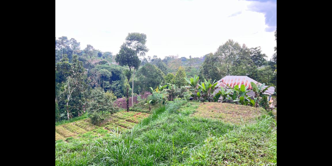 Tanah 800m² Cocok Untuk Kebun Buah Ngargoyoso Tanah 800m² Cocok Untuk Kebun Buah Ngargoyoso