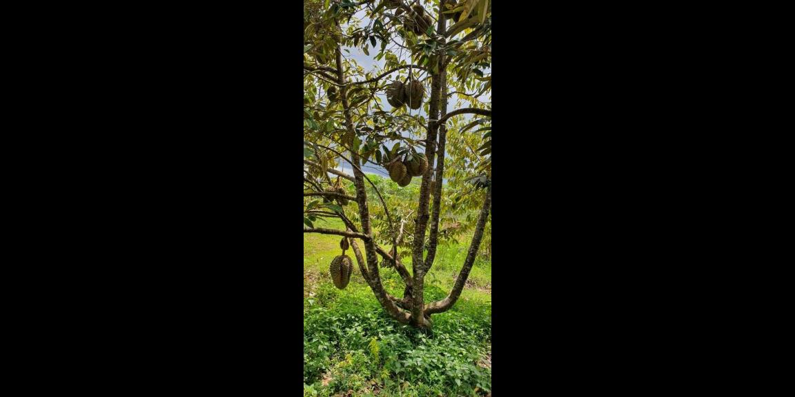 Tanah 6400m² Kebun Durian Siap Panen Kerjo Karanganyar Tanah 6400m² Kebun Durian Siap Panen Kerjo Karanganyar