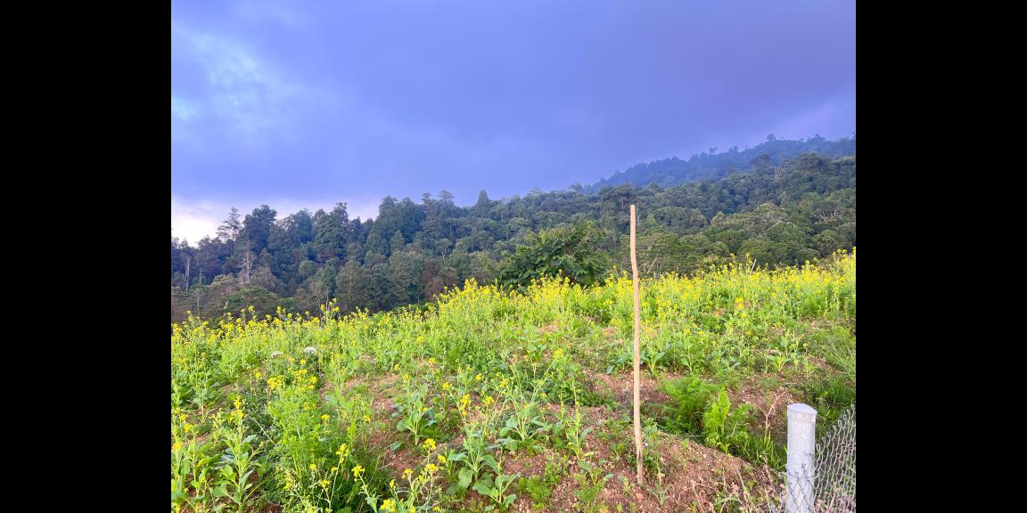 Tanah Datar Kawasan Wisata 650m Kemuning Karanganyar Tanah Datar Kawasan Wisata 650m Kemuning Karanganyar