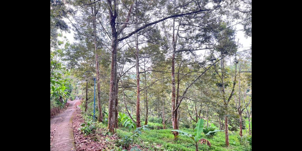 Tanah Kebun Durian 8594m² Siap Panen Karanganyar Tanah Kebun Durian 8594m² Siap Panen Karanganyar