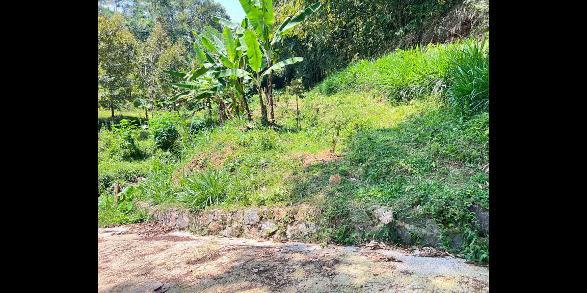 Tanah Kebun Durian 65Jt 500m Ngargoyoso Karanganyar Tanah Kebun Durian 65Jt 500m Ngargoyoso Karanganyar